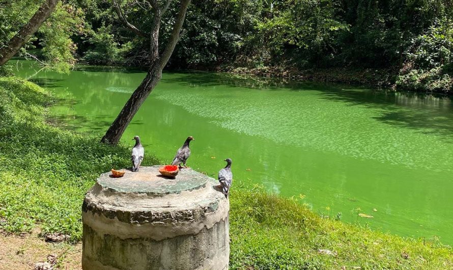 Parque Lagoa dos Pássaros Salvador: conheça o espaço no Stiep