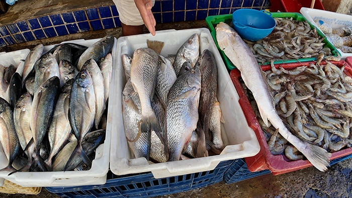 Peixes no Porto das Sardinhas